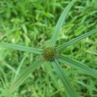 Cyperus brevifolius (Rottb.) Hassk.